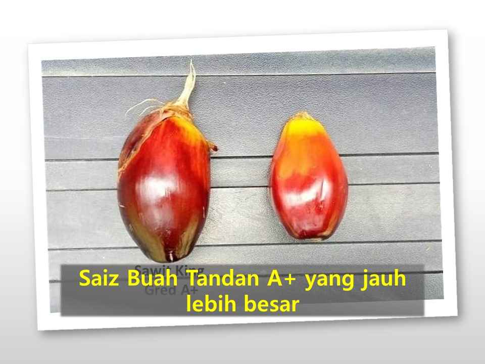 Kandungan Minyak pun lebih tinggi MPD NAIK ! Kandungan Minyak pun lebih tinggi MPD NAIK !