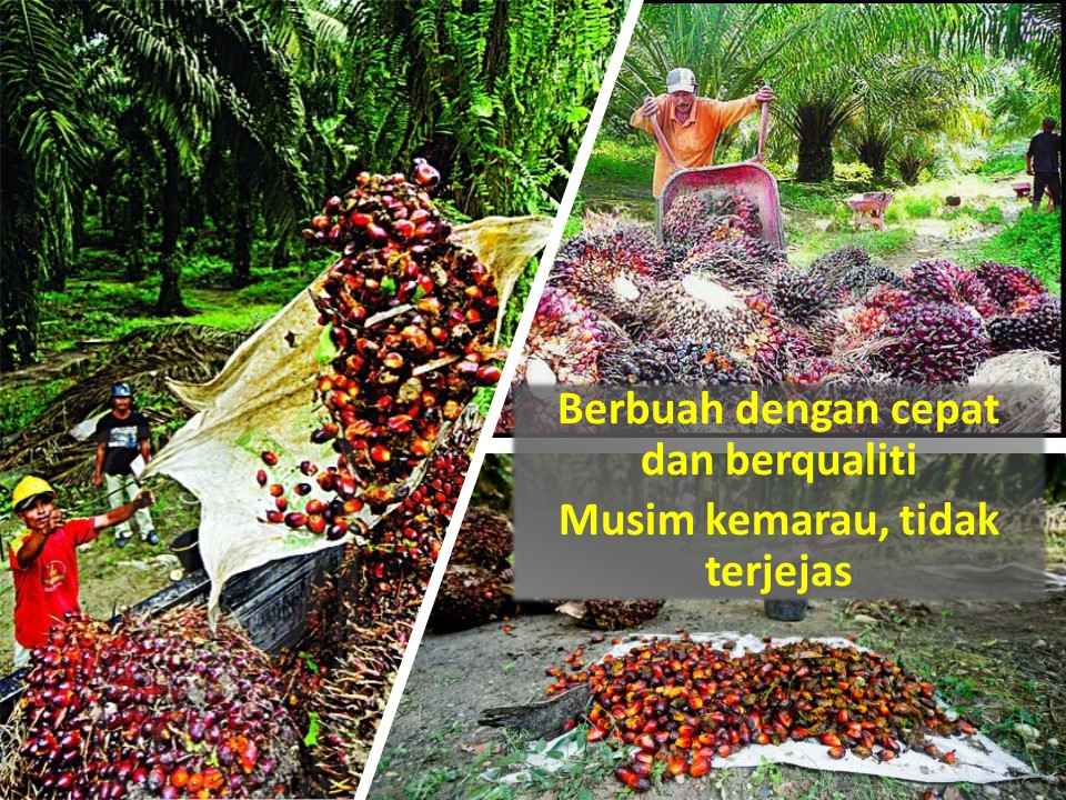 Kandungan Minyak pun lebih tinggi MPD NAIK ! Kandungan Minyak pun lebih tinggi MPD NAIK !